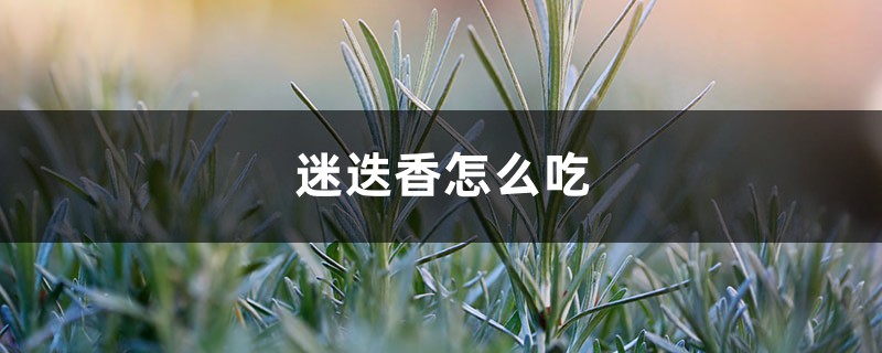 迷迭香怎样吃，迷迭香图片