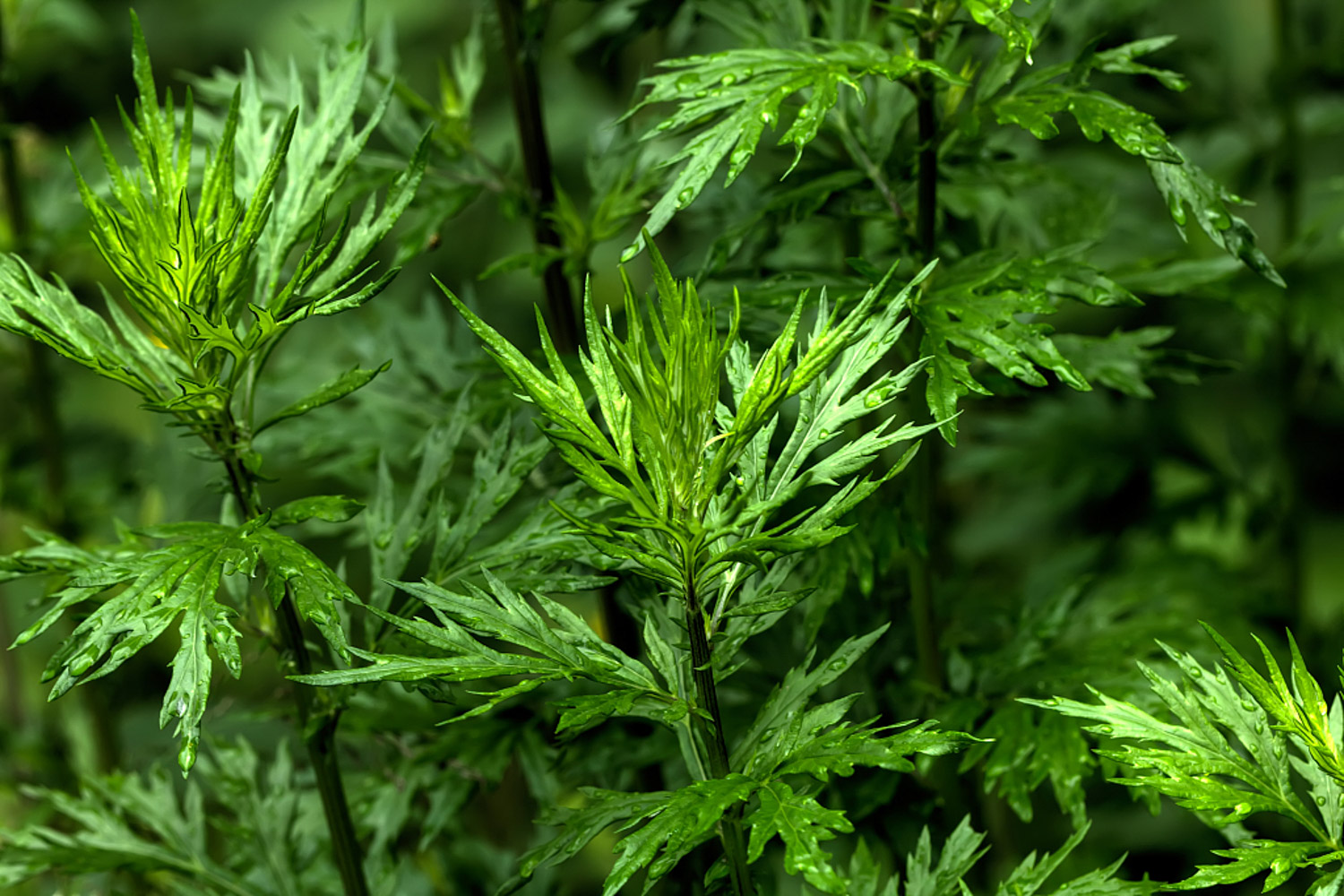 镇宅辟邪什么绿植最好，什么植物招财挡煞气