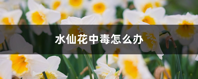 水仙花中毒怎样办