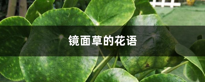 镜面草的花语和寓意，送人有什么禁忌