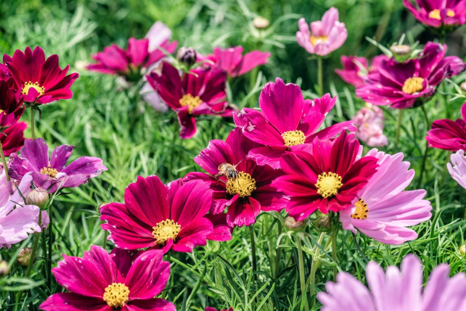 格桑花的花语及传说 – 花百科