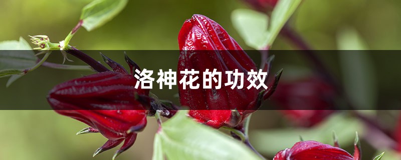 洛神花的功效与作用