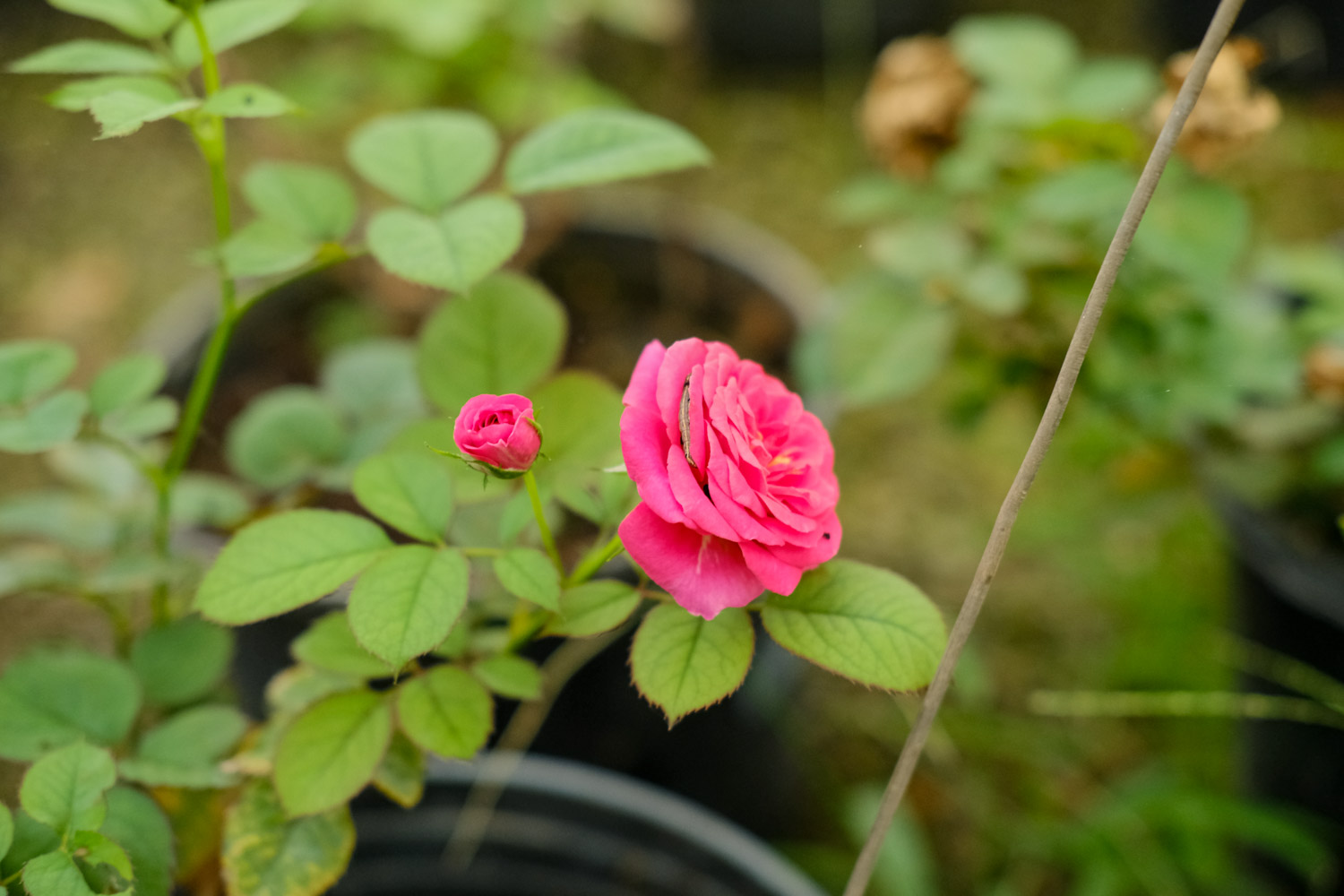 月季花什么时候开，花语是什么