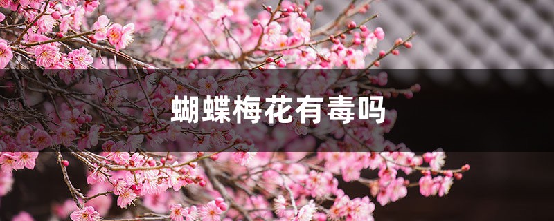 蝴蝶梅花有毒吗