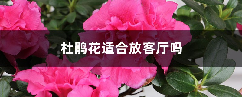 杜鹃花适合放客厅吗，杜鹃花放在客厅吉祥吗