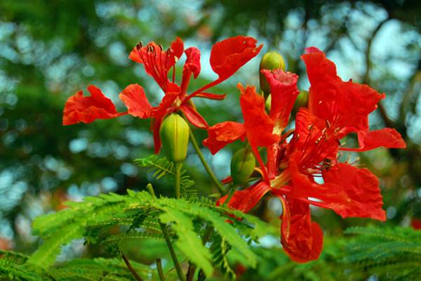 凤凰花的花语及文化 – 花百科