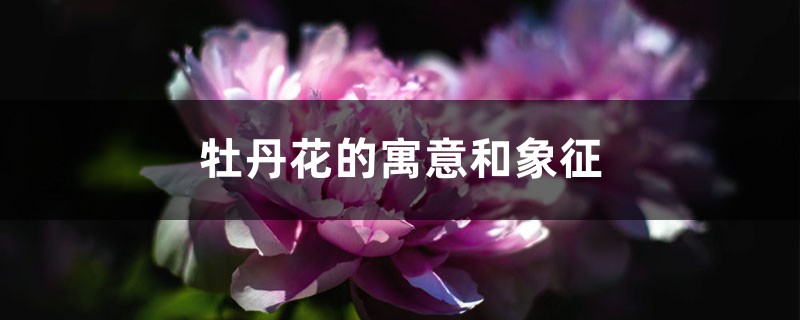 牡丹花的寓意和象征