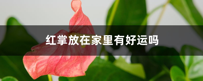 红掌放在家里有好运吗