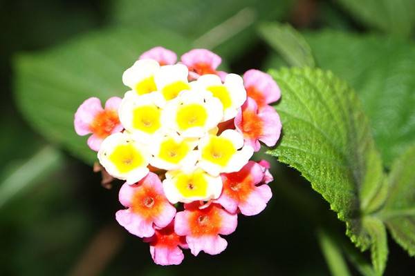 花卉颜色居然对风水也有影响