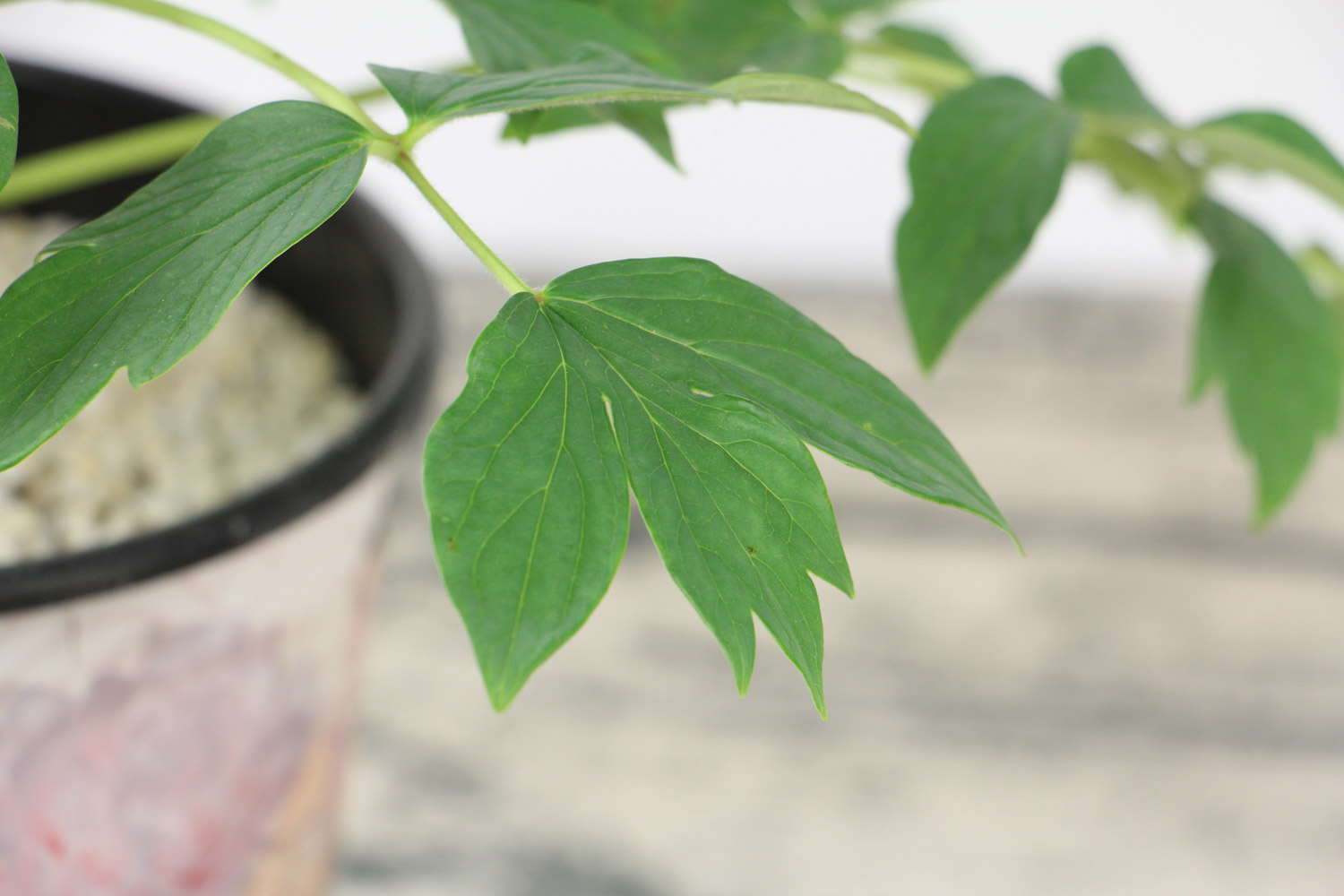 牡丹花在家养不吉利吗