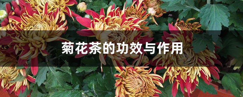 菊花茶的功效与作用