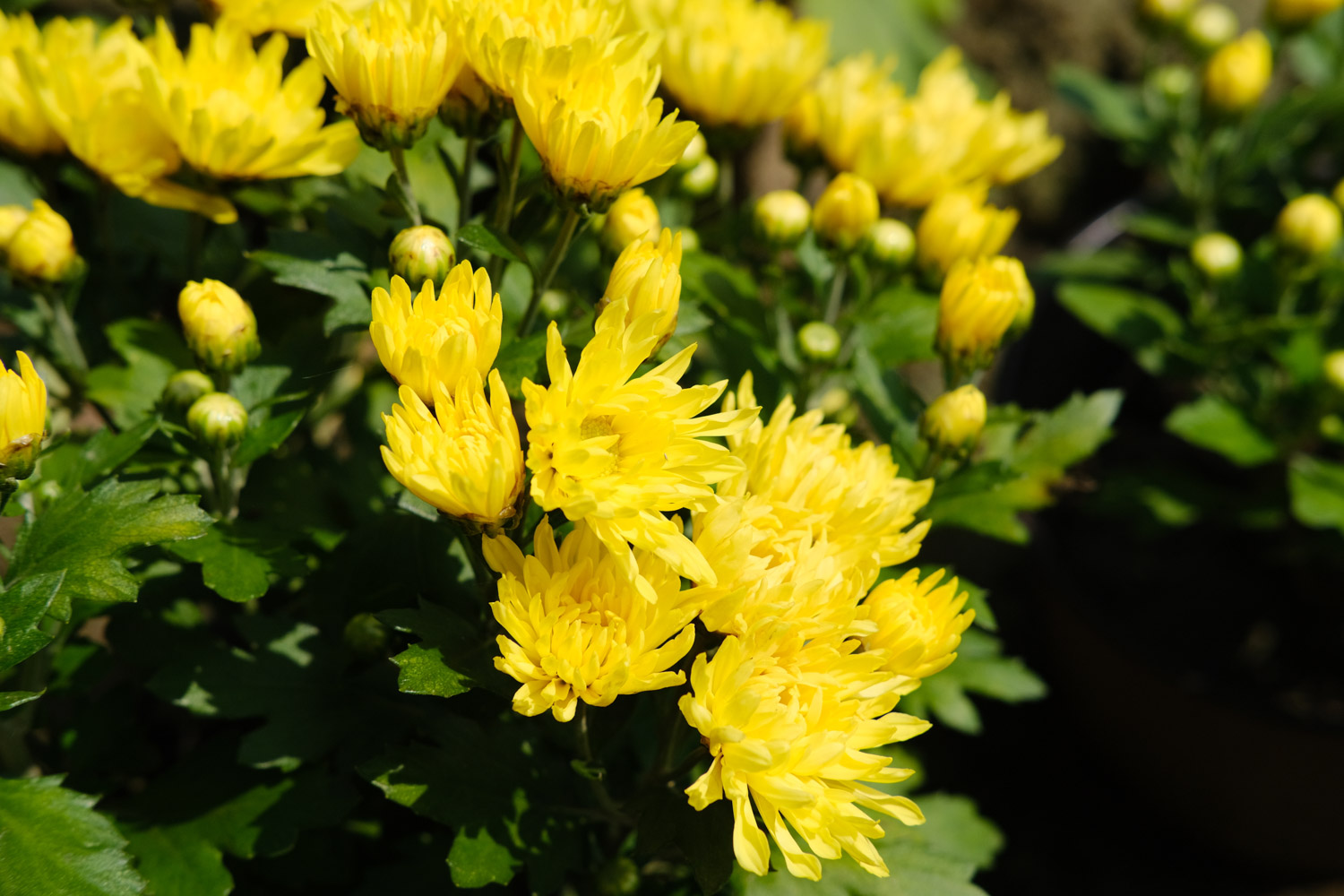 家里养菊花对风水怎样样