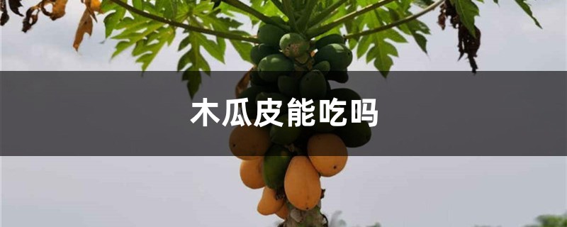 木瓜皮能吃吗