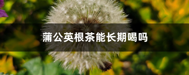 蒲公英根茶能长期喝吗，长期喝干蒲公英水好吗