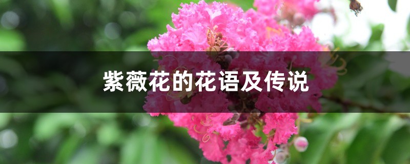 紫薇花的花语及传说 – 花百科