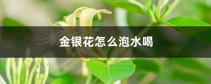 金银花怎样泡水喝，婴儿可以喝金银花水吗