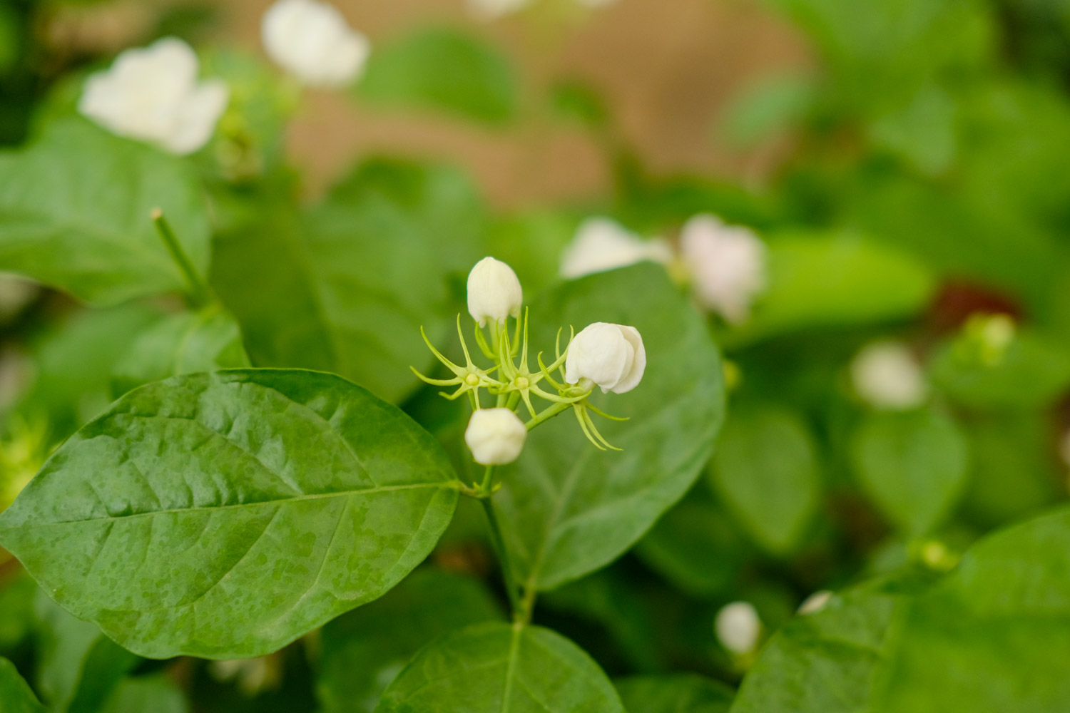 茉莉花有毒吗，茉莉花能在卧室养吗