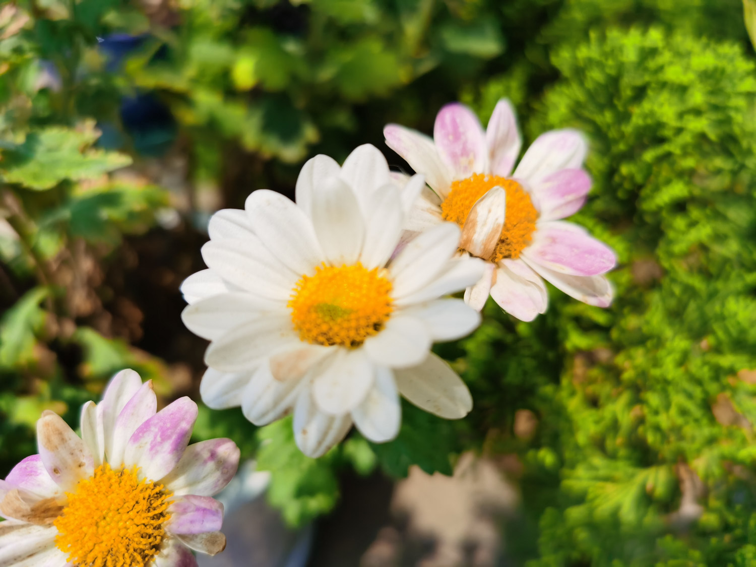 菊花像什么，菊花图片