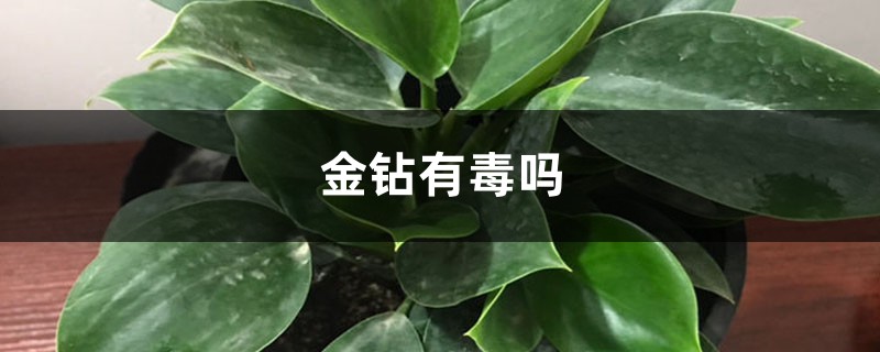 金钻有毒吗