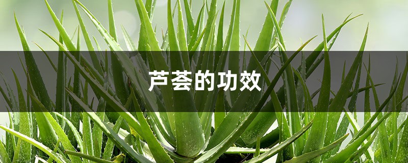 芦荟的功效