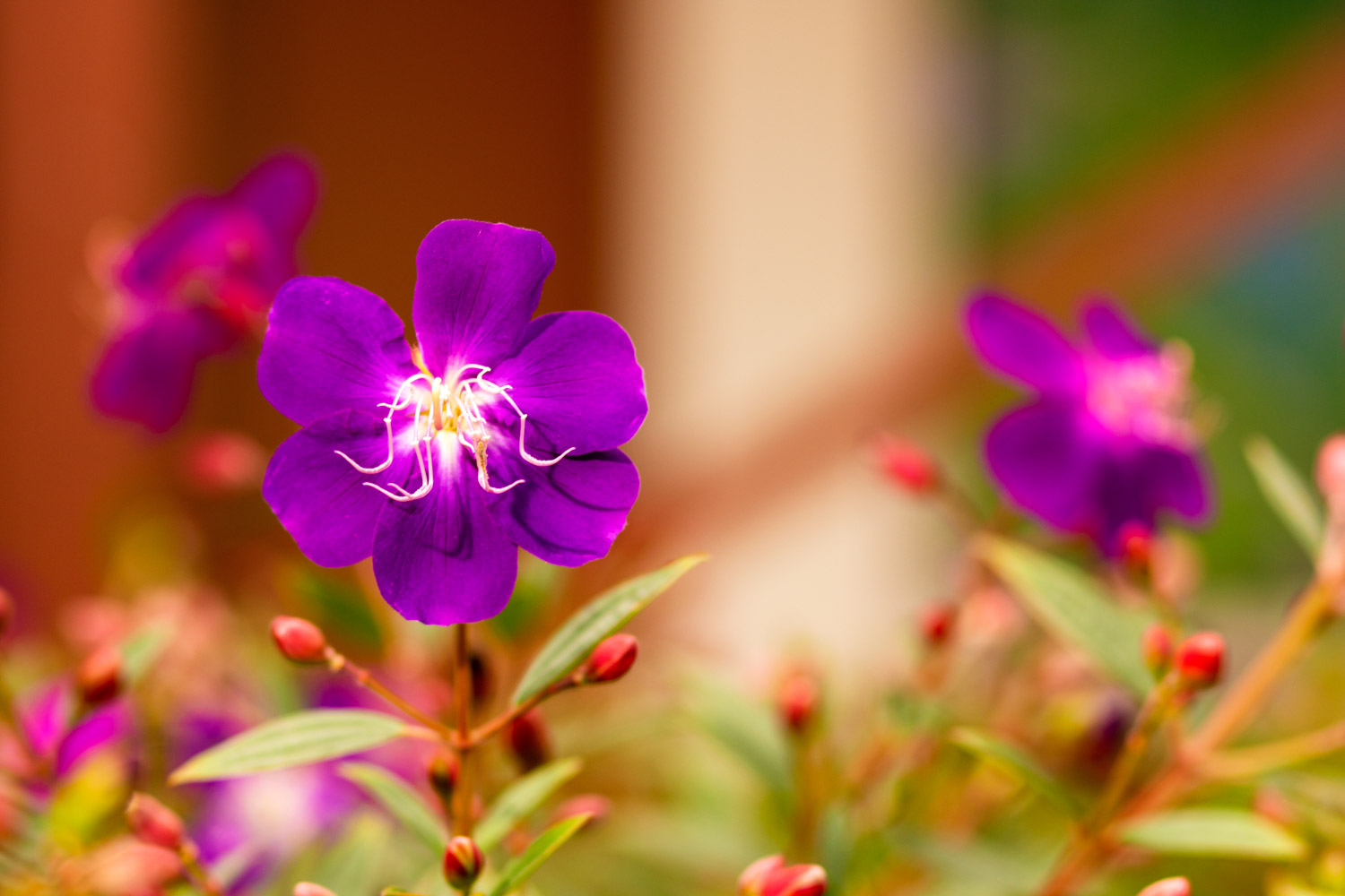 野牡丹的花语与传说