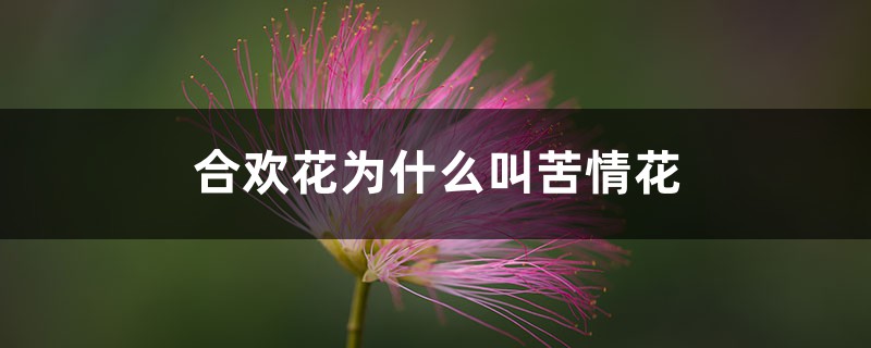 合欢花为什么叫苦情花