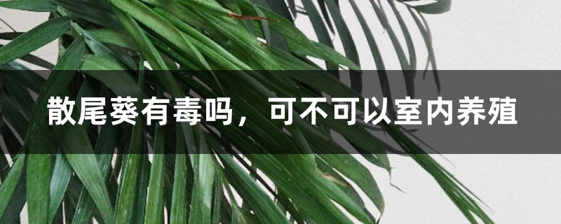 散尾葵有毒吗,可不可以室内养殖