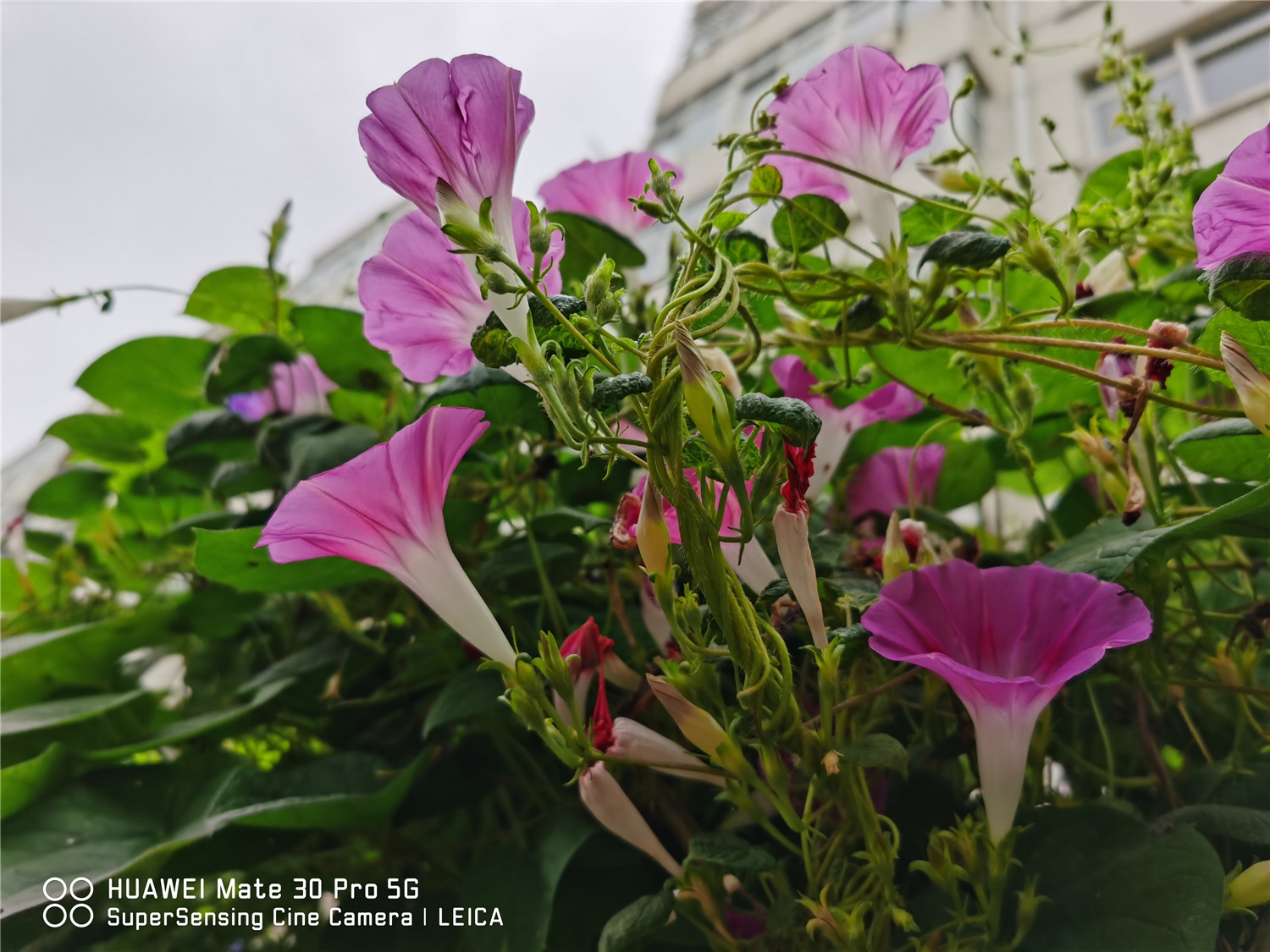 牵牛花的花语，牵牛花是什么颜色