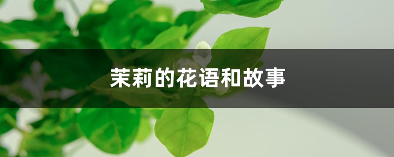 茉莉的花语和故事