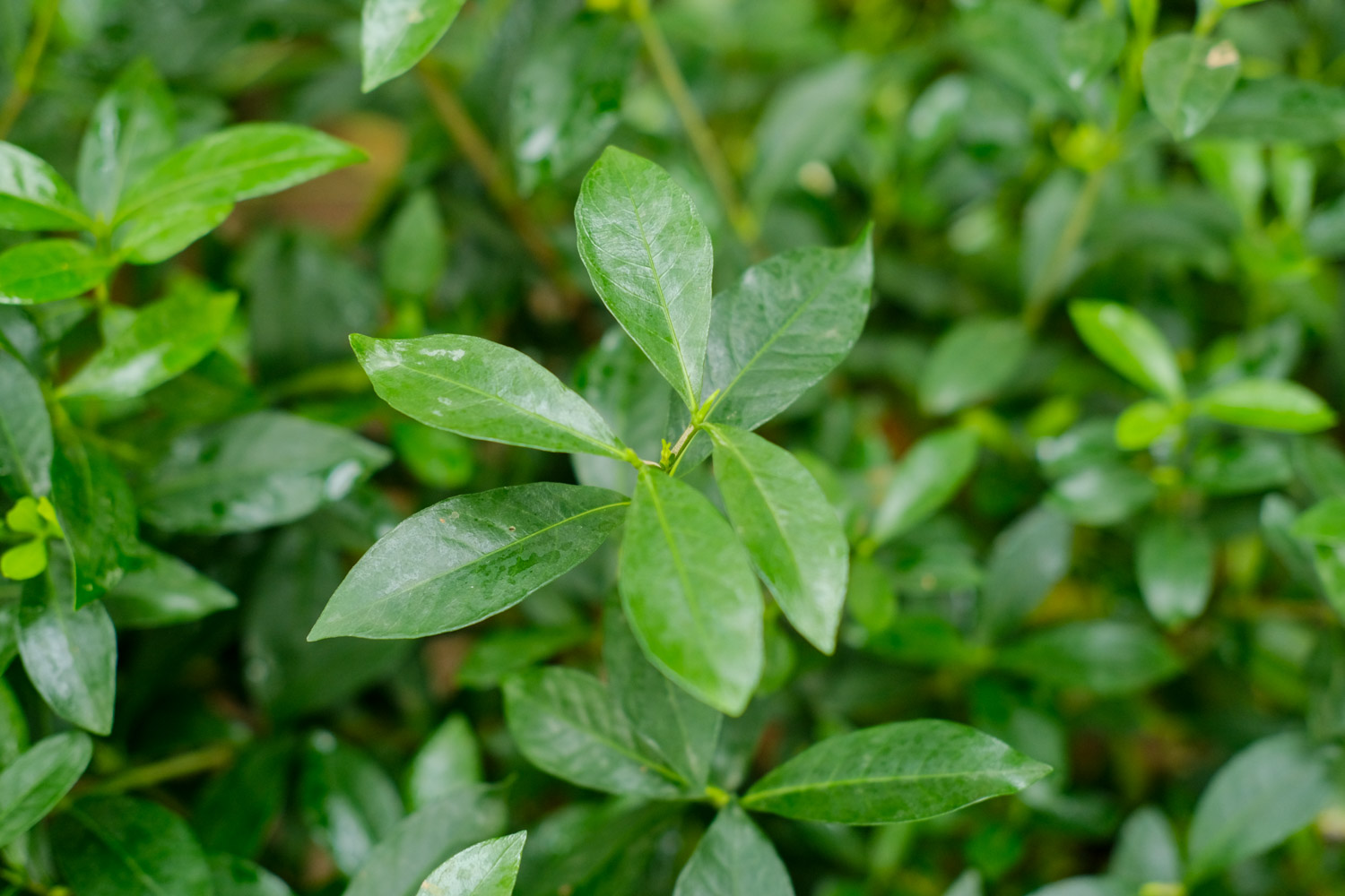 小叶栀子的药用价值和食用价值