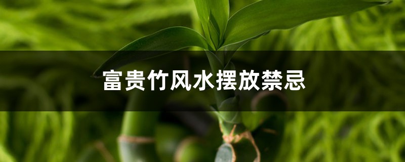 富贵竹风水摆放禁忌，富贵竹怎样摆放才正确