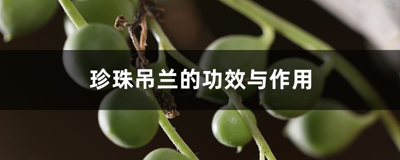 珍珠吊兰的功效与作用 – 花百科