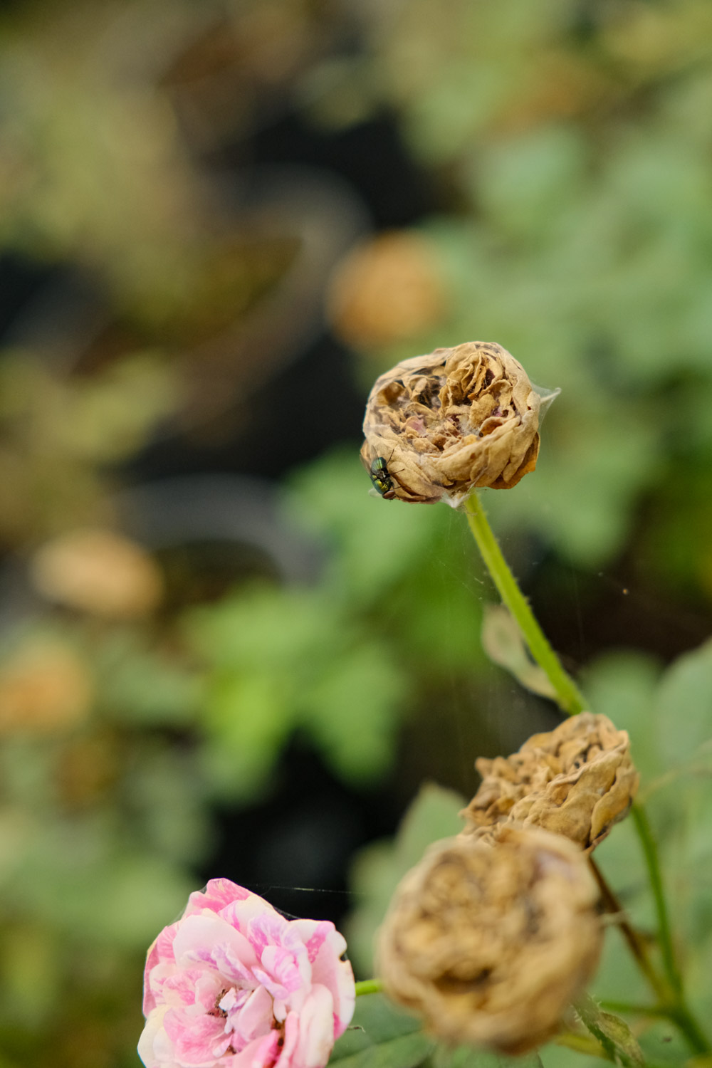 月季花语象征与寓意