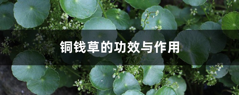 铜钱草的功效与作用