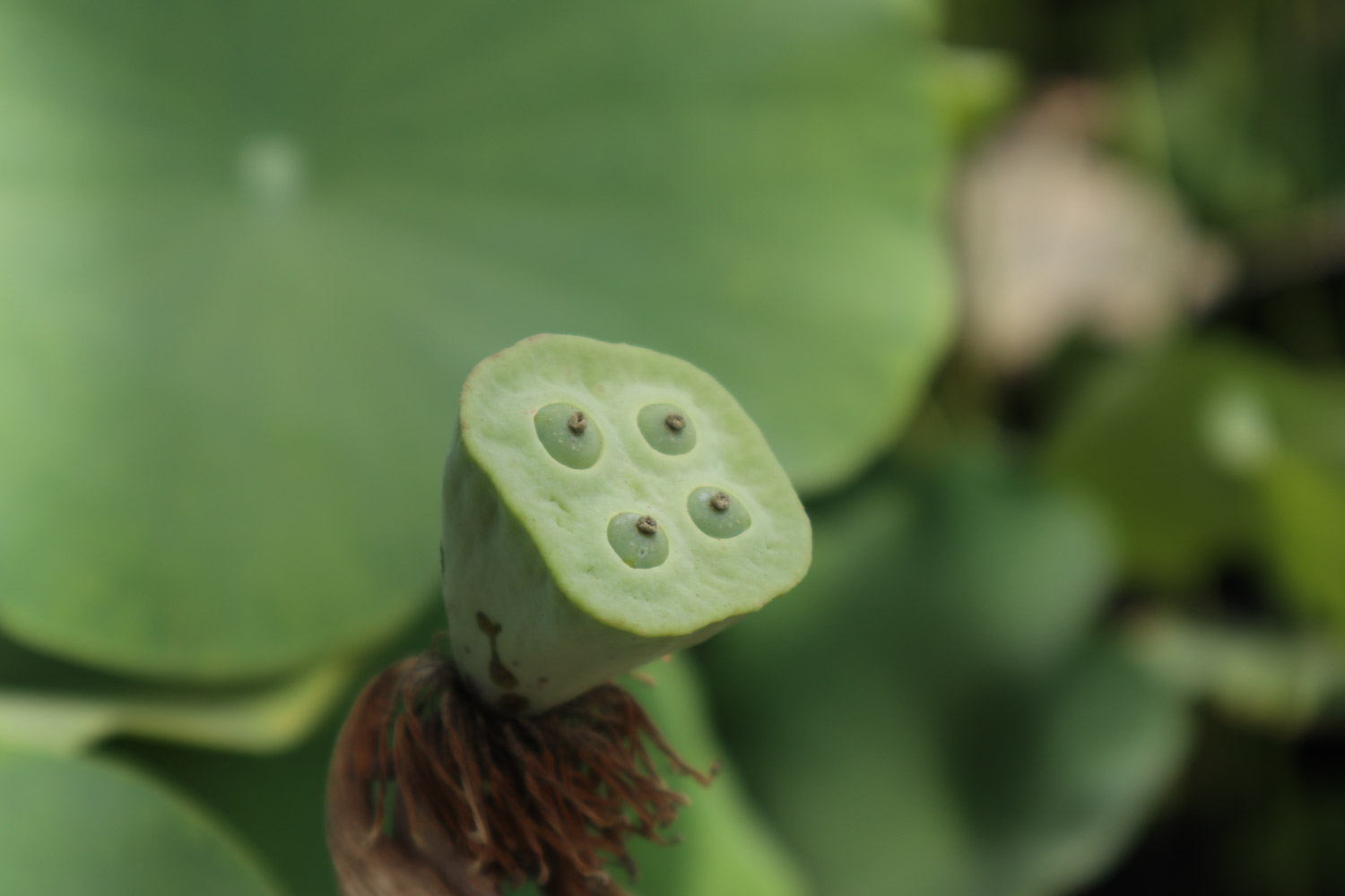 荷花的介绍以及特点