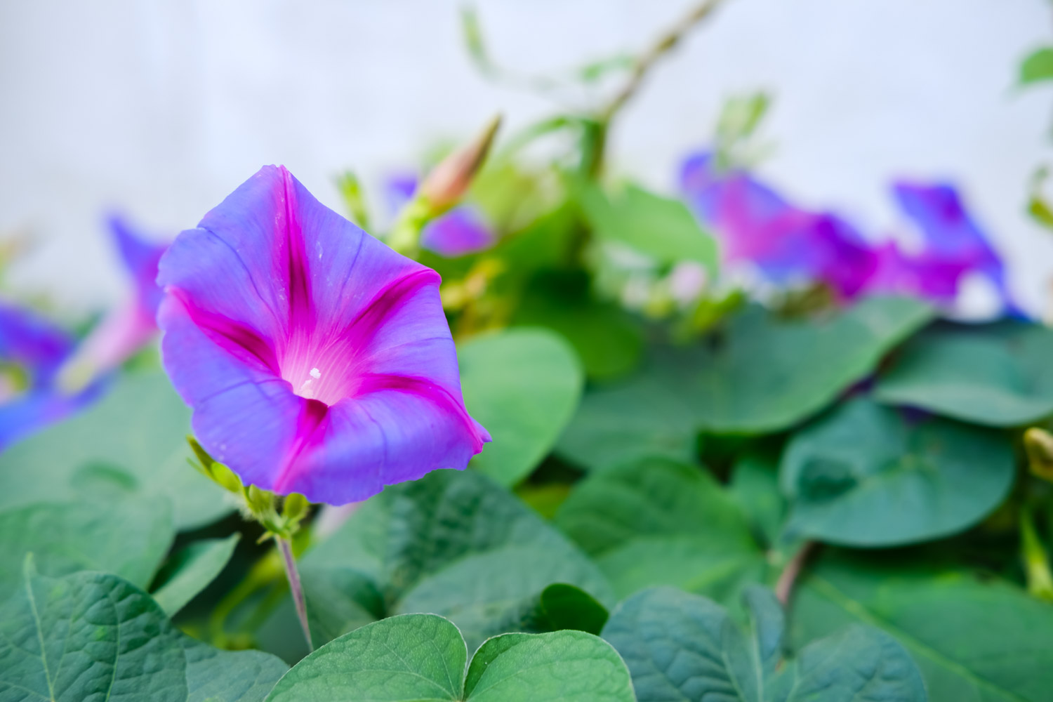 牵牛花有毒吗，牵牛花图片