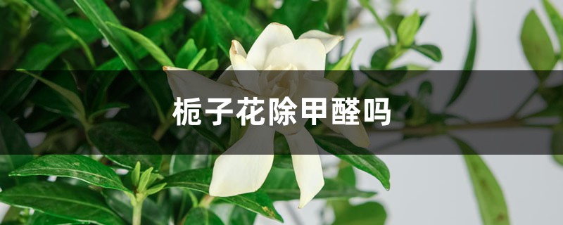 栀子花除甲醛吗