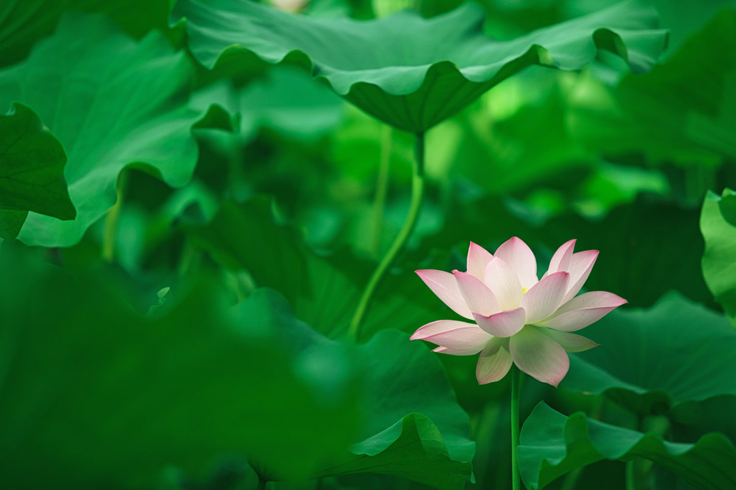 莲花的吃法，吃莲花对身体好吗