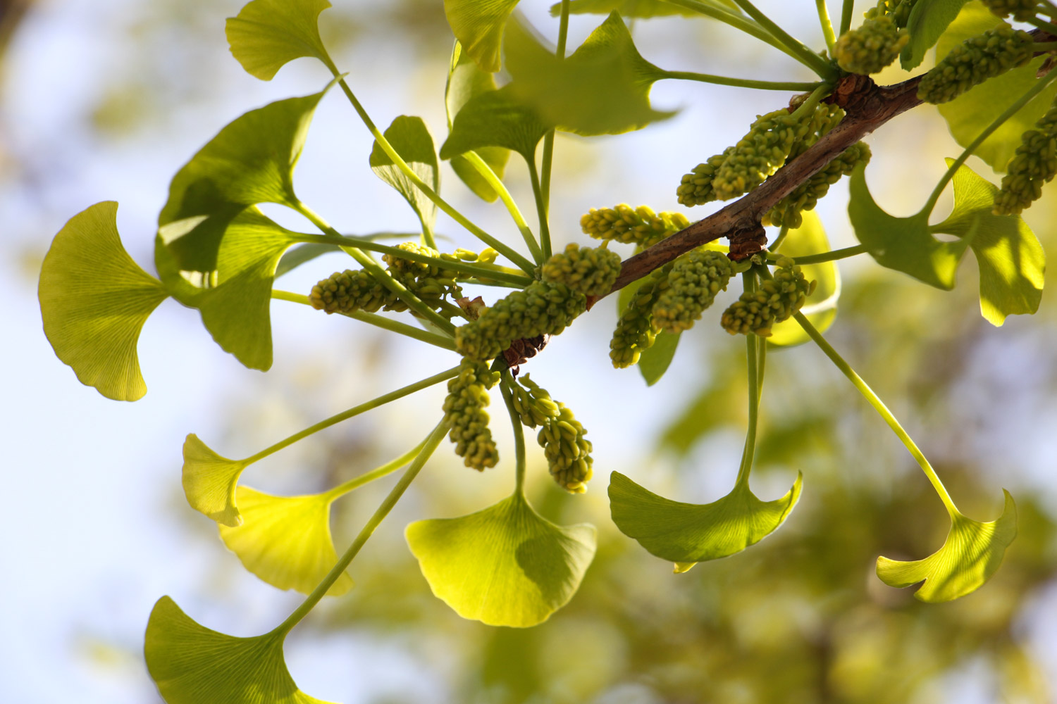 银杏树种植位置与风水（方位、禁忌）