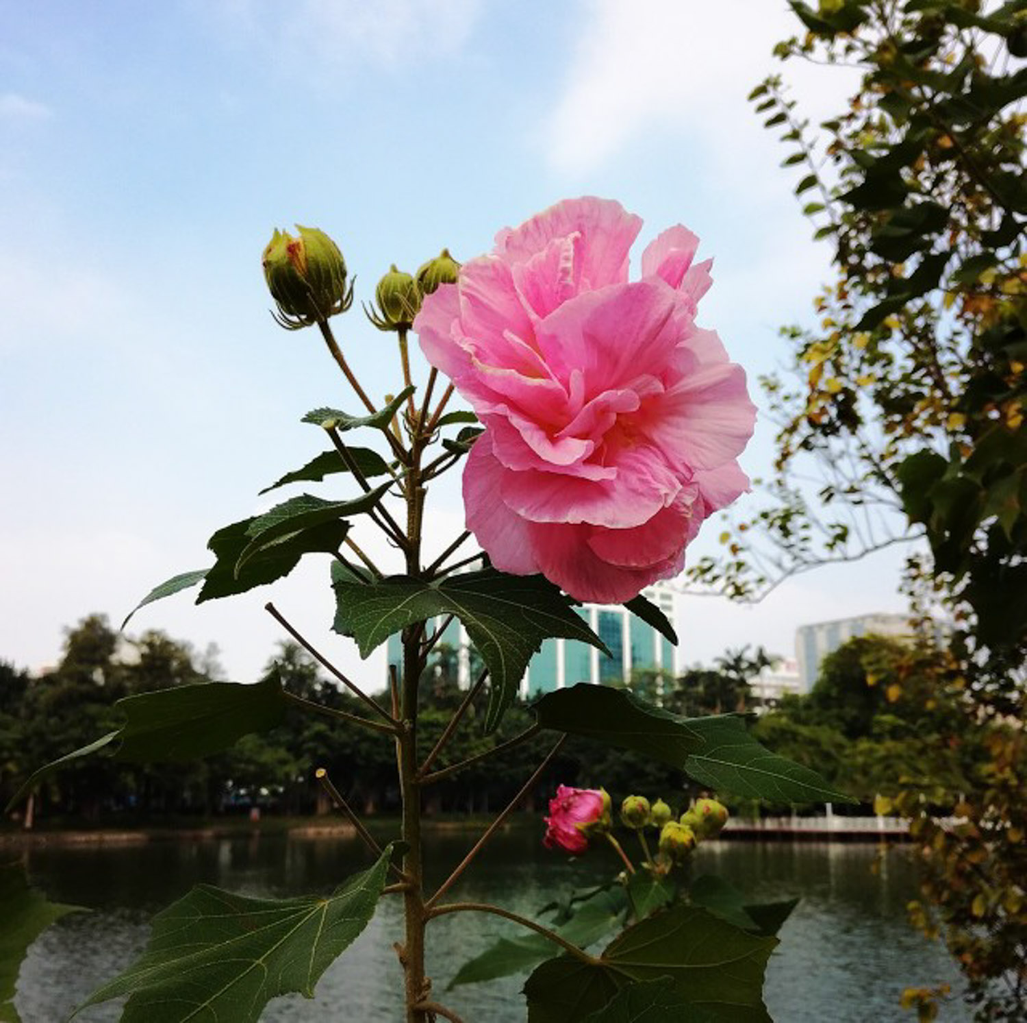 木芙蓉秋天怎样养