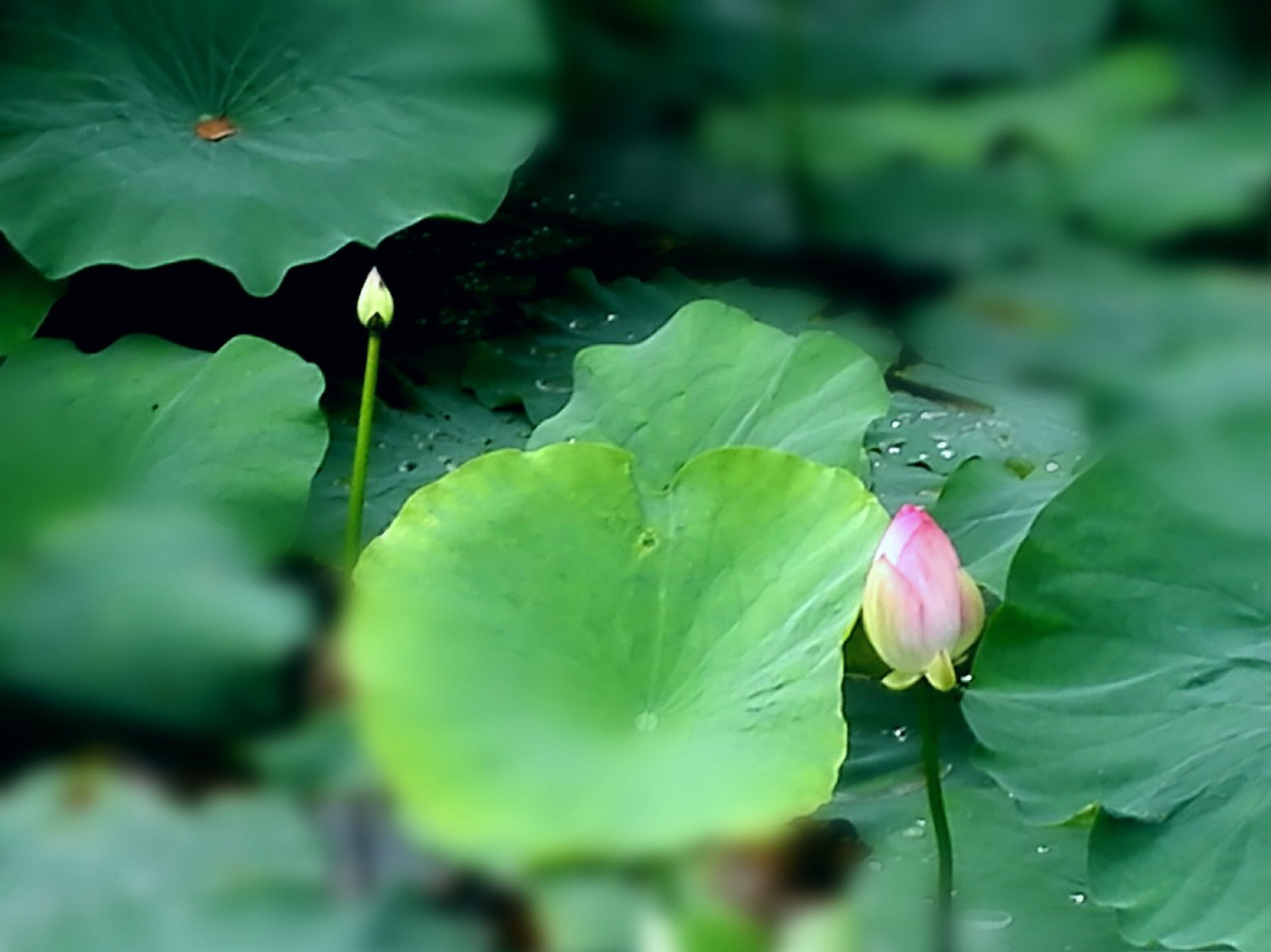 莲花代表什么象征意义