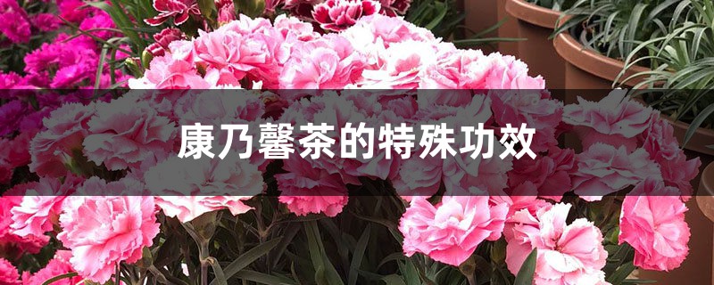 康乃馨茶的特殊功效 – 花百科