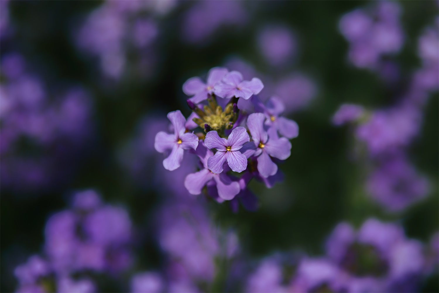 蓝香芥的作用是什么