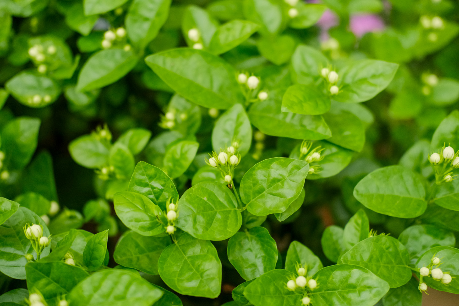 白色茉莉的花语是什么