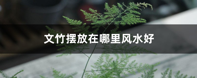 文竹摆放在哪里风水好