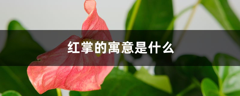 红掌的寓意是什么