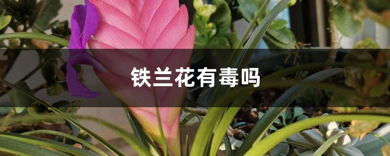 铁兰花有毒吗