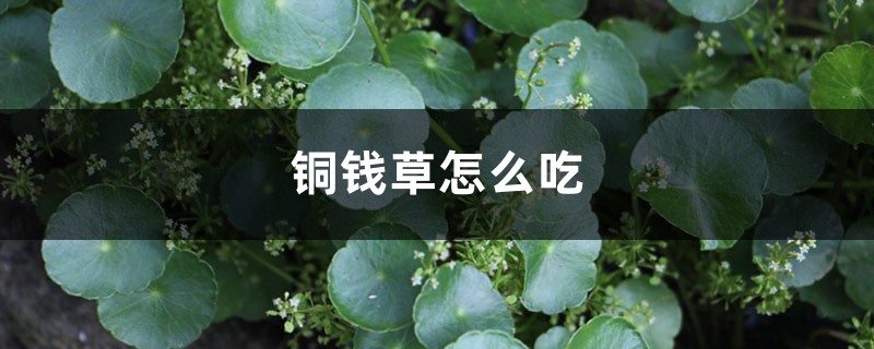 铜钱草怎样吃