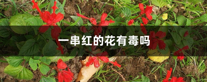 一串红的花有毒吗，花蜜可以吃吗