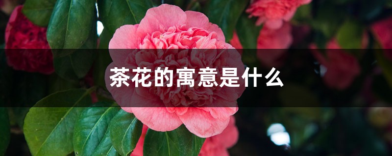 茶花的寓意是什么